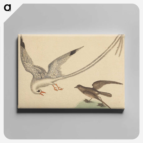 2-41_Mark-Catesby_canvas