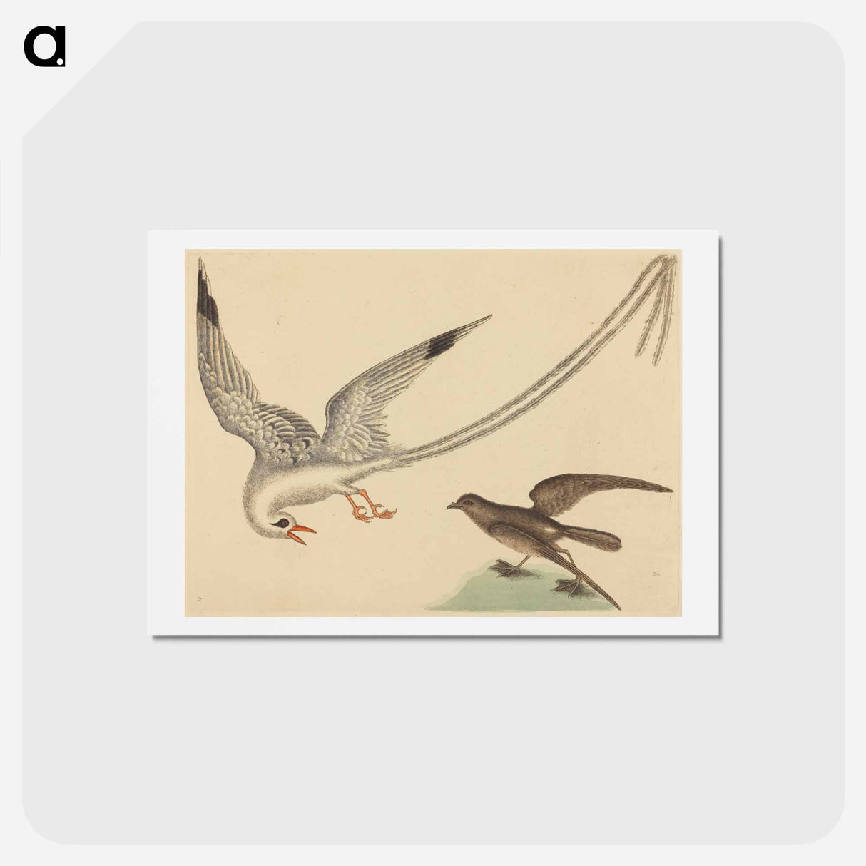 アートポストカード-The Rice-bird
 - マーク ケイツビー Postcard.