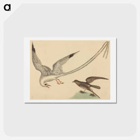 アートポストカード-The Rice-bird
 - マーク ケイツビー Postcard.