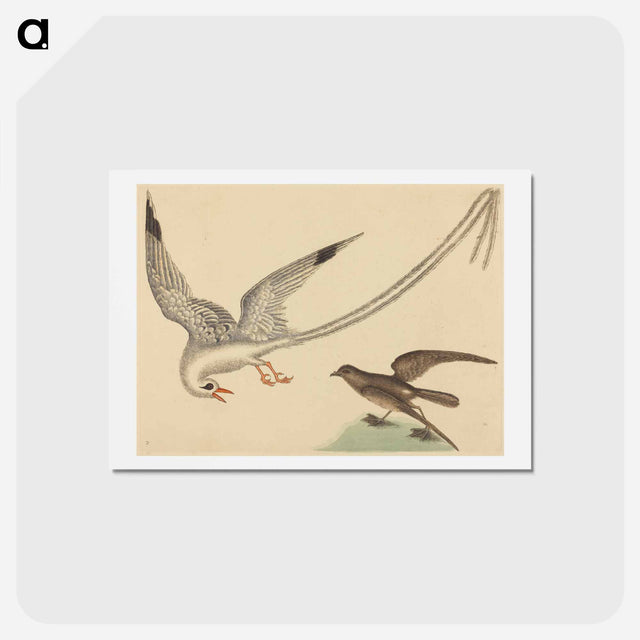アートポストカード-The Rice-bird
 - マーク ケイツビー Postcard.