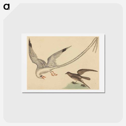 The Rice-bird
 - Mark Catesby Postcard.