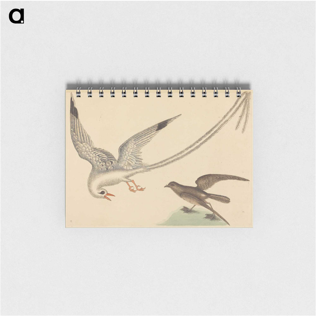 2-41_Mark-Catesby_memo
