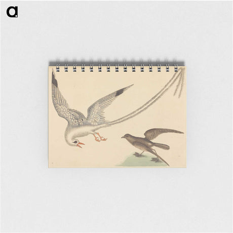 2-41_Mark-Catesby_memo