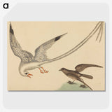 2-41_Mark-Catesby_picture-crop