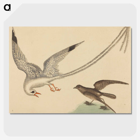 2-41_Mark-Catesby_picture-crop