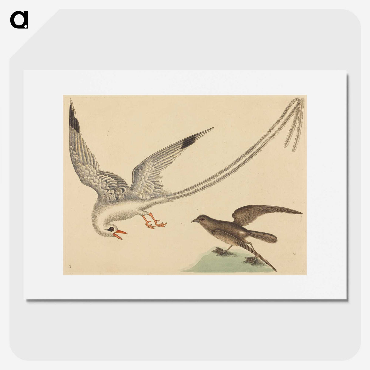 2-41_Mark-Catesby_picture