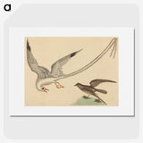 2-41_Mark-Catesby_picture