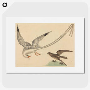 2-41_Mark-Catesby_picture