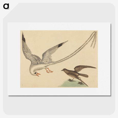 2-41_Mark-Catesby_picture