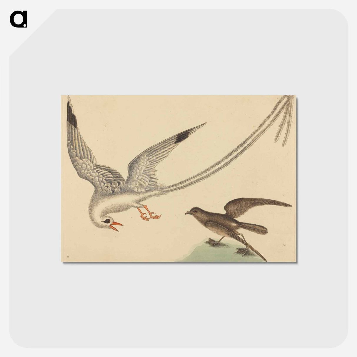 アートポストカード-The Rice-bird
 - マーク ケイツビー Postcard.