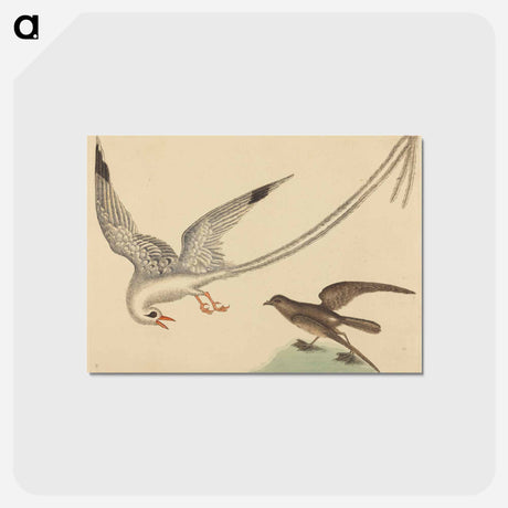 アートポストカード-The Rice-bird
 - マーク ケイツビー Postcard.