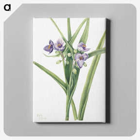 2-41_Mary-Vaux-Walcott_canvas