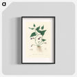 アートポスター-Aristolochia serpentaria Illustration
 - 薬用植物学 Poster.