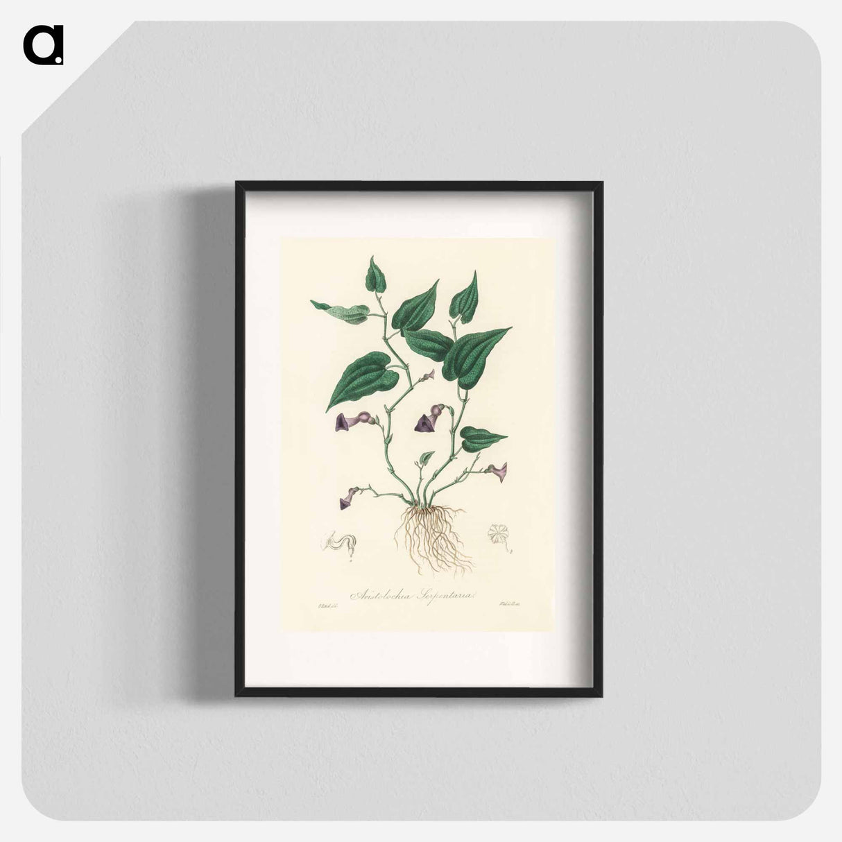 アートポスター-Aristolochia serpentaria Illustration
 - 薬用植物学 Poster.