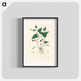 アートポスター-Aristolochia serpentaria Illustration
 - 薬用植物学 Poster.