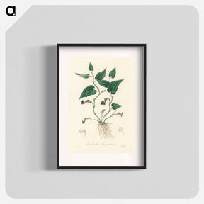 アートポスター-Aristolochia serpentaria Illustration
 - 薬用植物学 Poster.