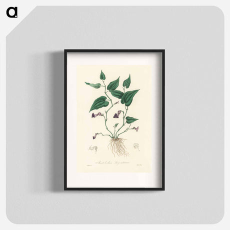 アートポスター-Aristolochia serpentaria Illustration
 - 薬用植物学 Poster.