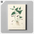 アートパネル-Aristolochia serpentaria Illustration
 - 薬用植物学 Canvas.