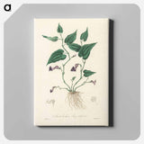 アートパネル-Aristolochia serpentaria Illustration
 - 薬用植物学 Canvas.