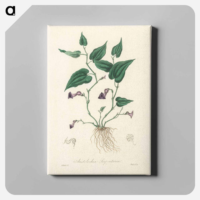 アートパネル-Aristolochia serpentaria Illustration
 - 薬用植物学 Canvas.