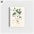 アートメモ帳-Aristolochia serpentaria Illustration
 - 薬用植物学 Memo.