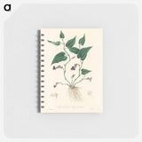 アートメモ帳-Aristolochia serpentaria Illustration
 - 薬用植物学 Memo.