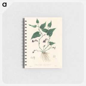 アートメモ帳-Aristolochia serpentaria Illustration
 - 薬用植物学 Memo.