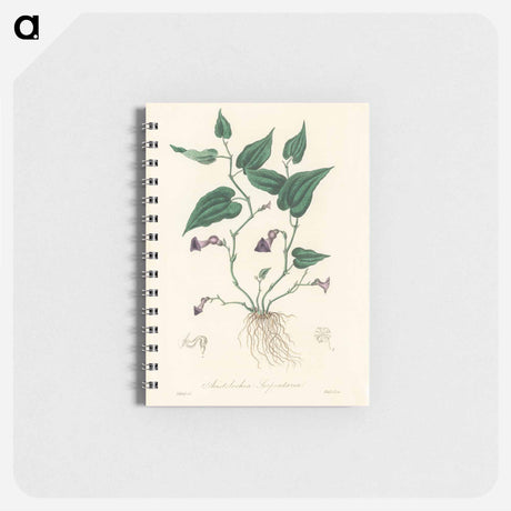 アートメモ帳-Aristolochia serpentaria Illustration
 - 薬用植物学 Memo.