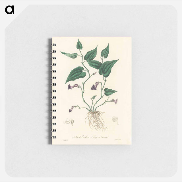 アートメモ帳-Aristolochia serpentaria Illustration
 - 薬用植物学 Memo.