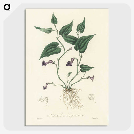 2-41_Medical-Botany_picture-crop