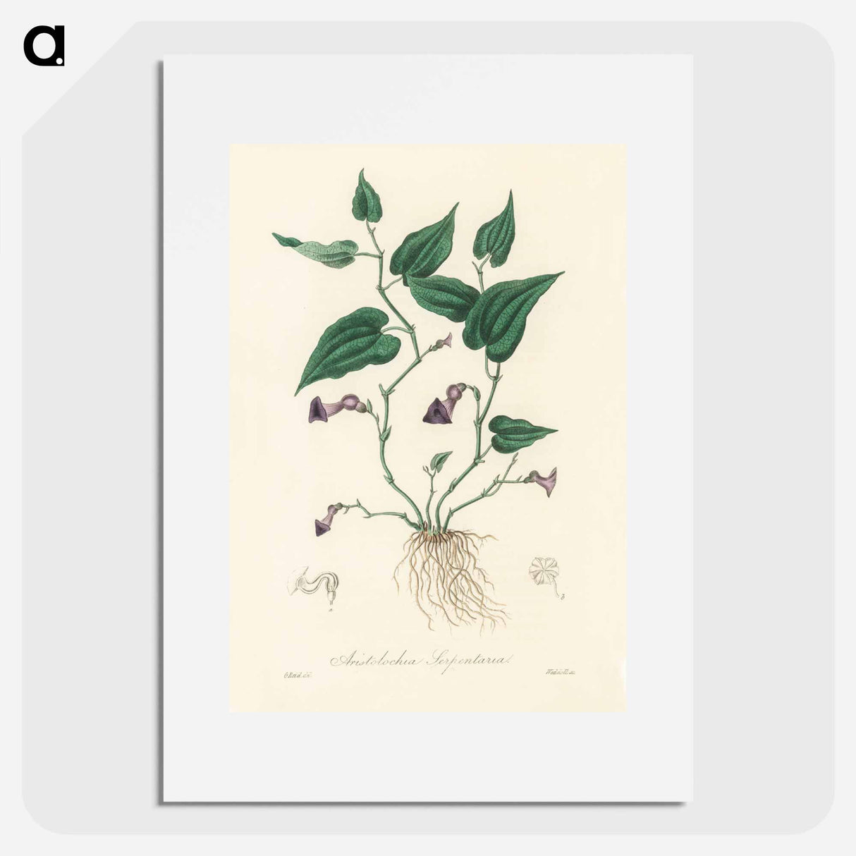 アートポスター-Aristolochia serpentaria Illustration
 - 薬用植物学 Poster.