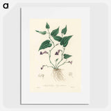 アートポスター-Aristolochia serpentaria Illustration
 - 薬用植物学 Poster.