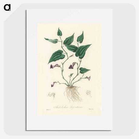 アートポスター-Aristolochia serpentaria Illustration
 - 薬用植物学 Poster.