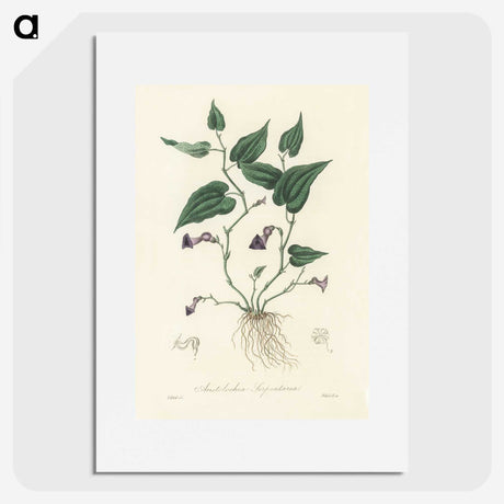 2-41_Medical-Botany_picture
