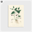 アートポストカード-Aristolochia serpentaria Illustration
 - 薬用植物学 Postcard.