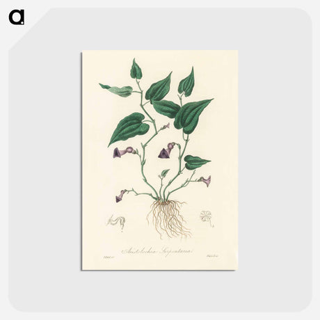 アートポストカード-Aristolochia serpentaria Illustration
 - 薬用植物学 Postcard.