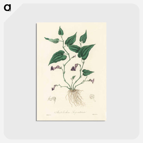 Aristolochia serpentaria Illustration
 - Medicinal Botany Postcard.
