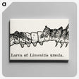 2-41_Moths-and-Butterflies-of-the-United-States_canvas