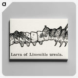 2-41_Moths-and-Butterflies-of-the-United-States_canvas