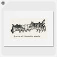 2-41_Moths-and-Butterflies-of-the-United-States_picture
