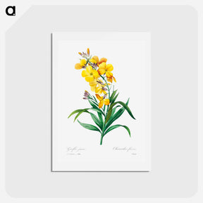 アートポストカード-Wallflower - ピエール ジョゼフ ルドゥーテ Postcard.