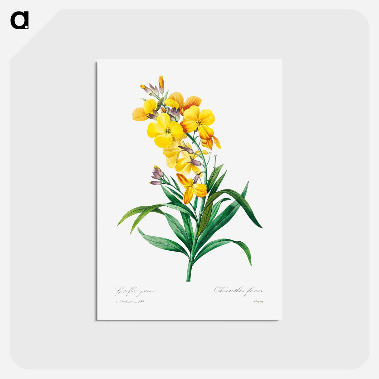 アートポストカード-Wallflower - ピエール ジョゼフ ルドゥーテ Postcard.