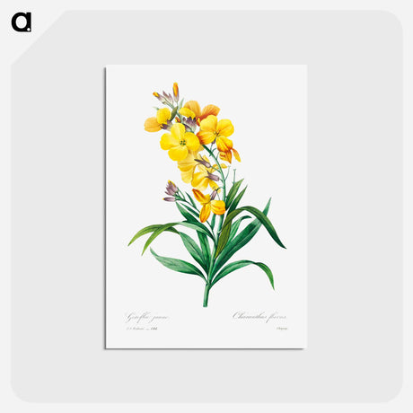 アートポストカード-Wallflower - ピエール ジョゼフ ルドゥーテ Postcard.