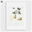 2-41_Pomona-Italiana_picture