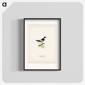 アートポスター-Collared Flycatcher
 - スヴェンスカ フォグラル Poster.