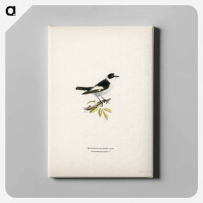 アートパネル-Collared Flycatcher
 - スヴェンスカ フォグラル Canvas.