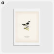 アートポストカード-Collared Flycatcher
 - スヴェンスカ フォグラル Postcard.