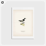 アートポストカード-Collared Flycatcher
 - スヴェンスカ フォグラル Postcard.