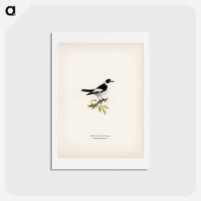 アートポストカード-Collared Flycatcher
 - スヴェンスカ フォグラル Postcard.