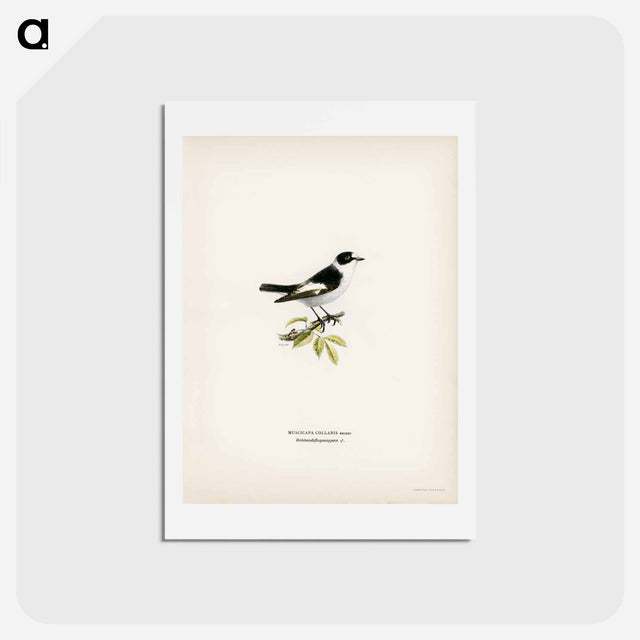 アートポストカード-Collared Flycatcher
 - スヴェンスカ フォグラル Postcard.